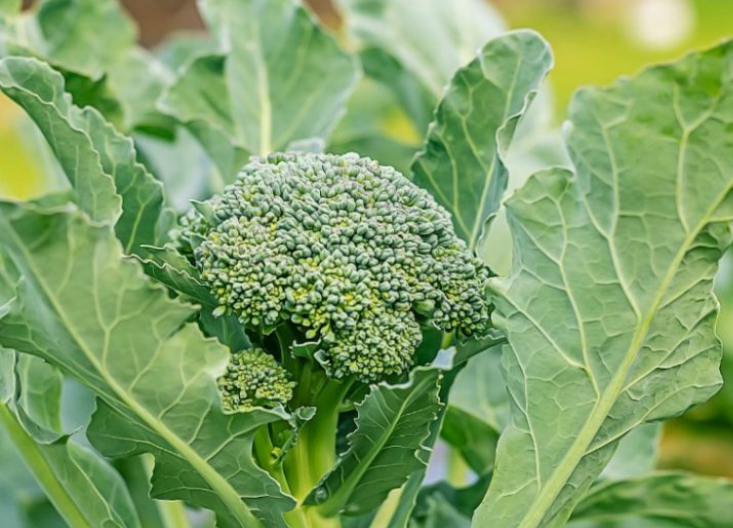  Brassica Oleracea Italica (Broccoli) Extract 