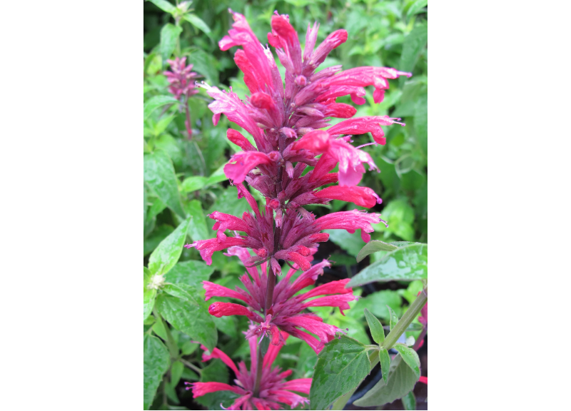  Agastache Mexicana Flower/Leaf/Stem Extract 