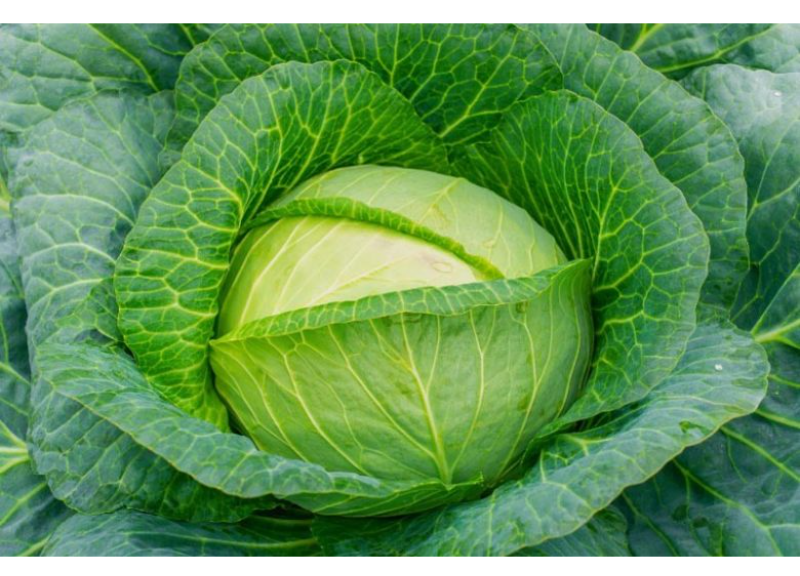  Brassica Oleracea Capitata (Cabbage) Leaf Extract 