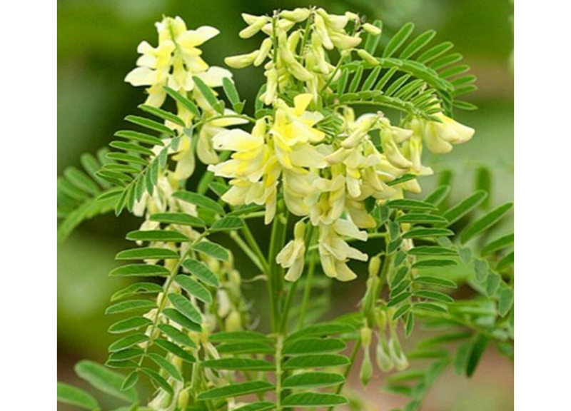  Astragalus Membranaceus 