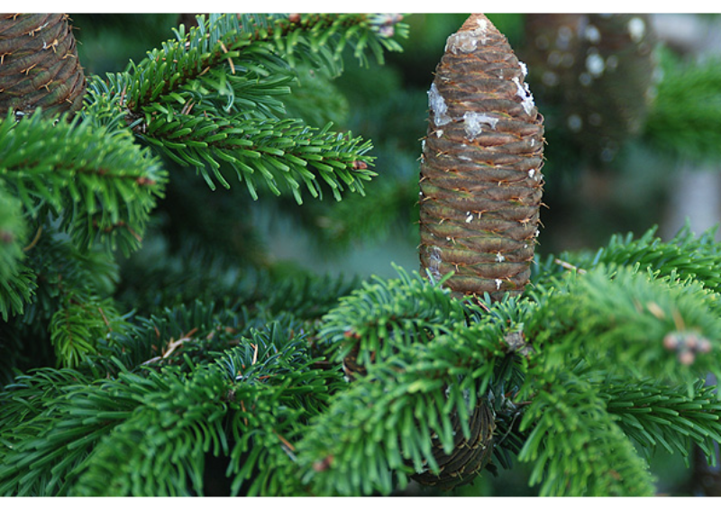  Abies Alba Leaf Oil 