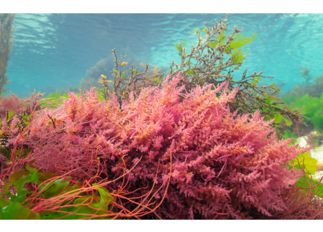  Asparagopsis Armata Extract 