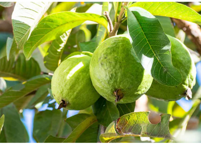  Guava Extract 