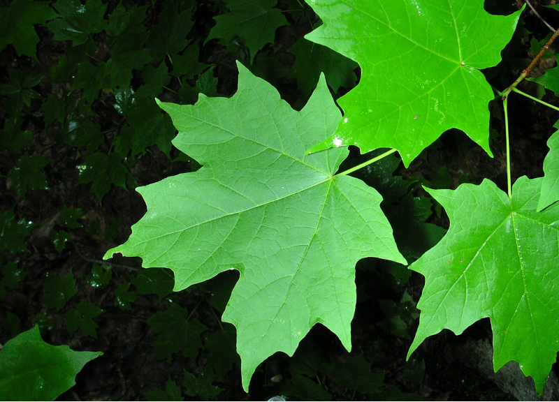  Acer Saccharum Extract 