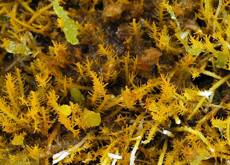  Gelidiella Acerosa Extract 