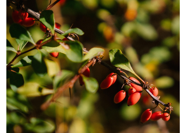  Berberis Vulgaris Root Extract 