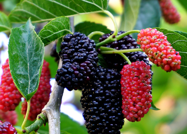  Morus Alba Fruit Extract 