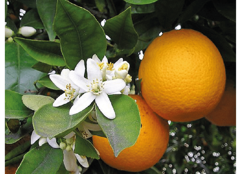  Bitter Orange Flower 