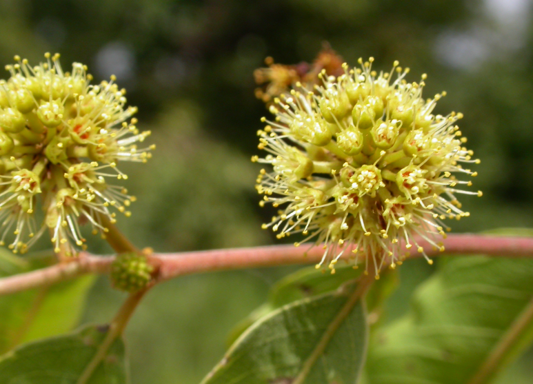  Anogeissus Leiocarpus Bark Extract 