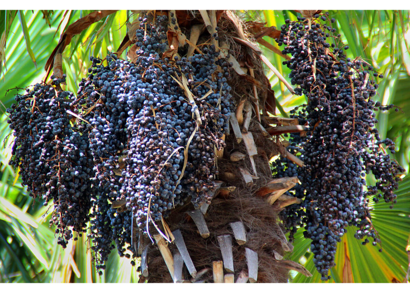  Acai 