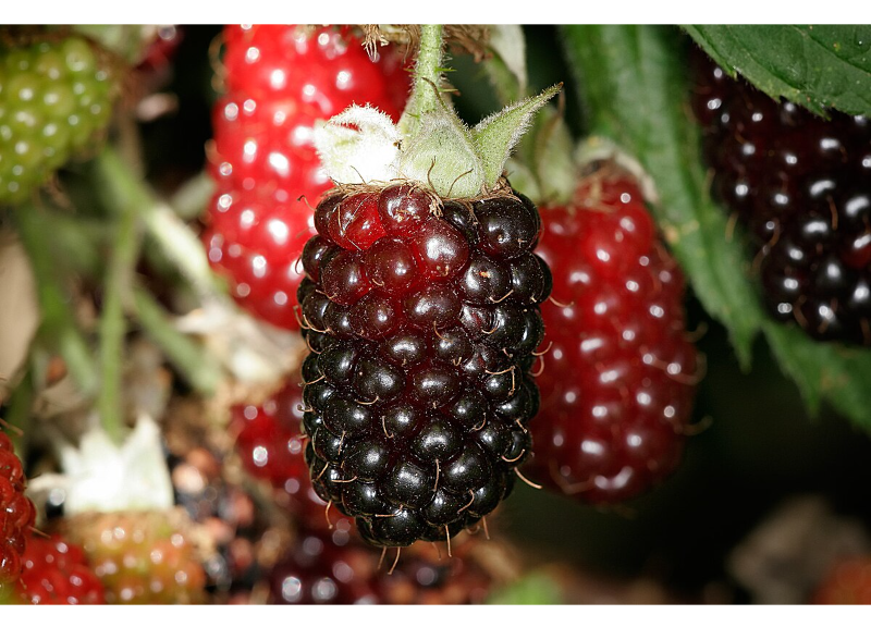  Boysenberry 