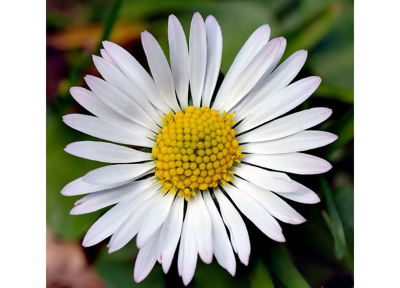  Bellis Perennis 