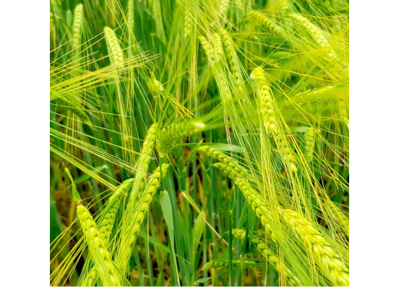  Hordeum Vulgare (Barley) Extract/Extrait D'Orge 