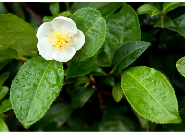  Camellia Sinensis Leaf Cell Extract 