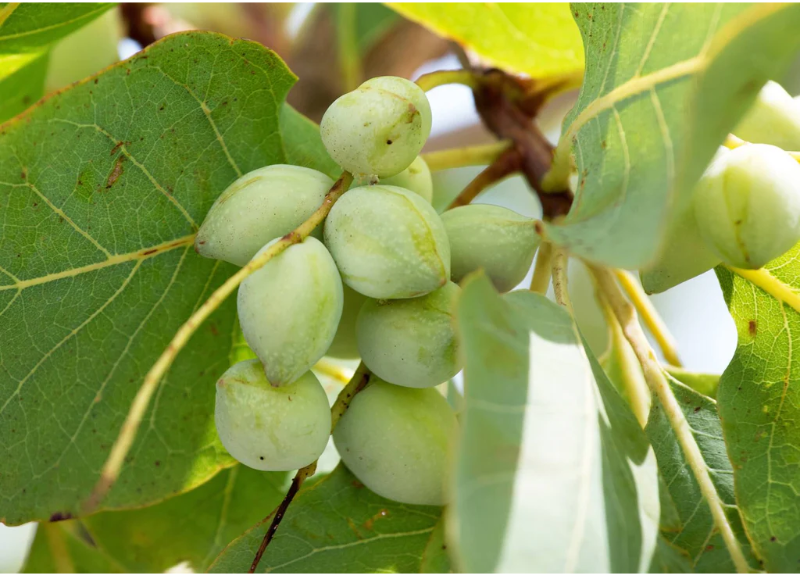  Terminalia Ferdinandiana Fruit Extract 