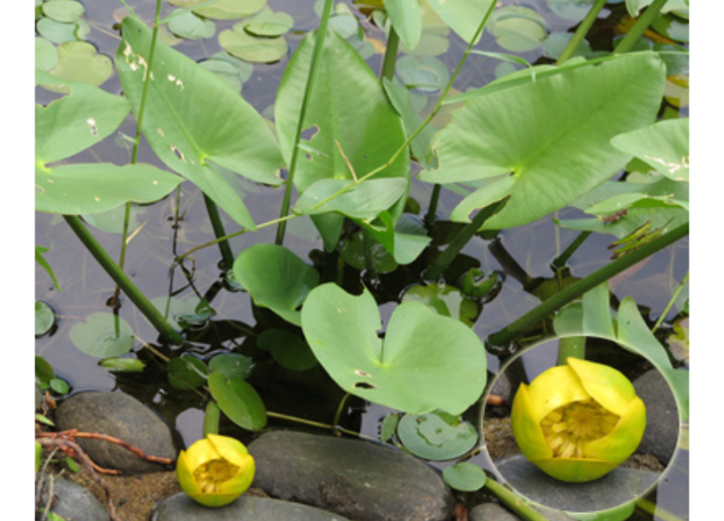  Nuphar Japonicum Root Extract 