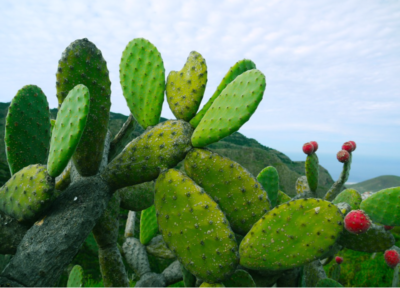  Opuntia Tuna Extract 