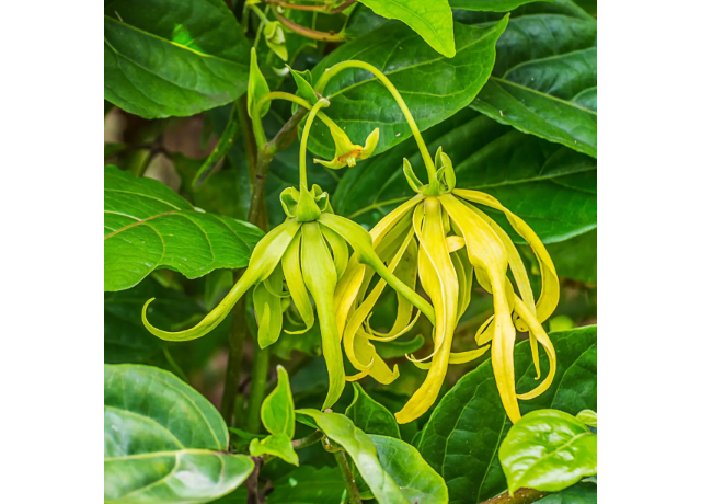  Oleum Cananga odorata 
