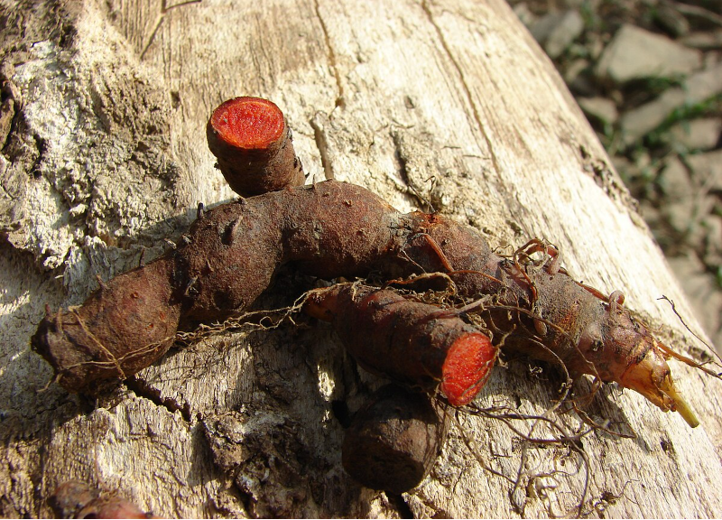  Bloodwort 