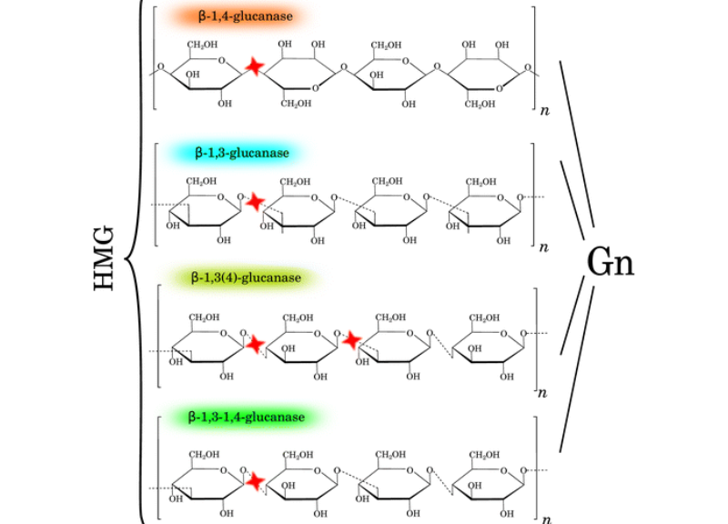  Beta-Glucan Oligosaccharide 