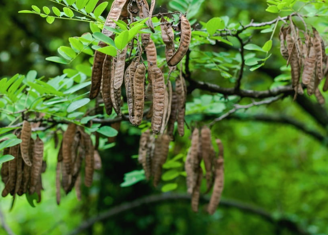  Black Locust Extract 