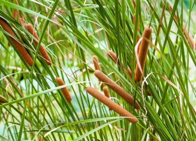  Typha Angustifolia Spike Extract 