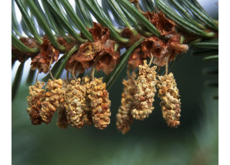  Abies Alba Seed Extract 