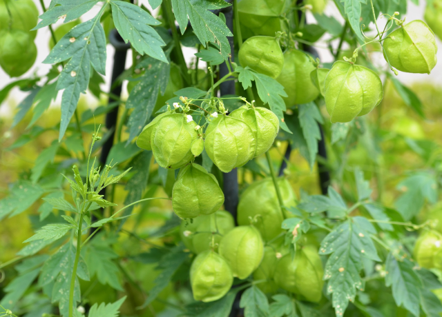  Balloon Vine Extract 