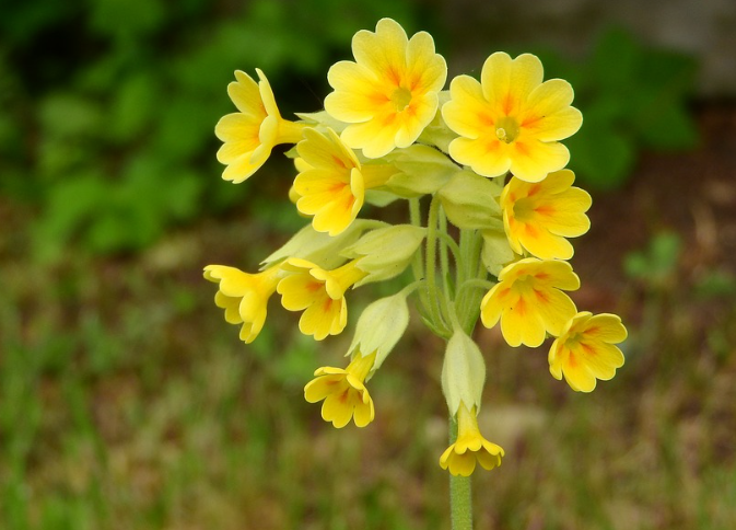  Primula Veris Extract 