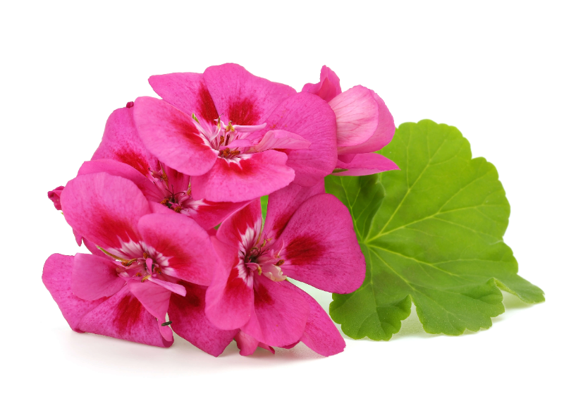  Geranium Oil 