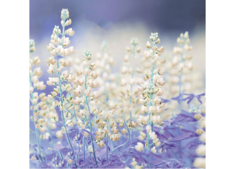  Lupinus Albus Seed Extract 
