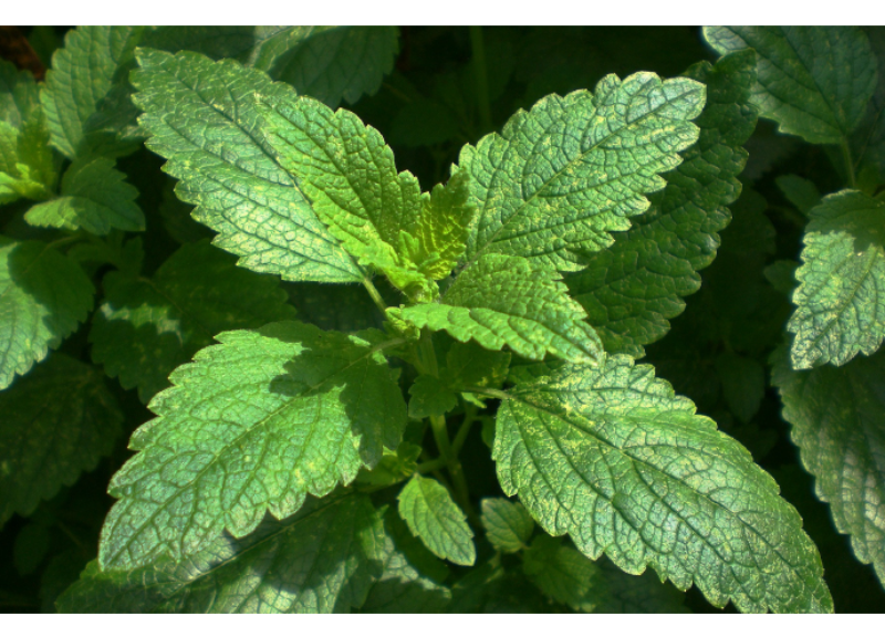  Mentha Piperita (Peppermint) Leaf Extract 