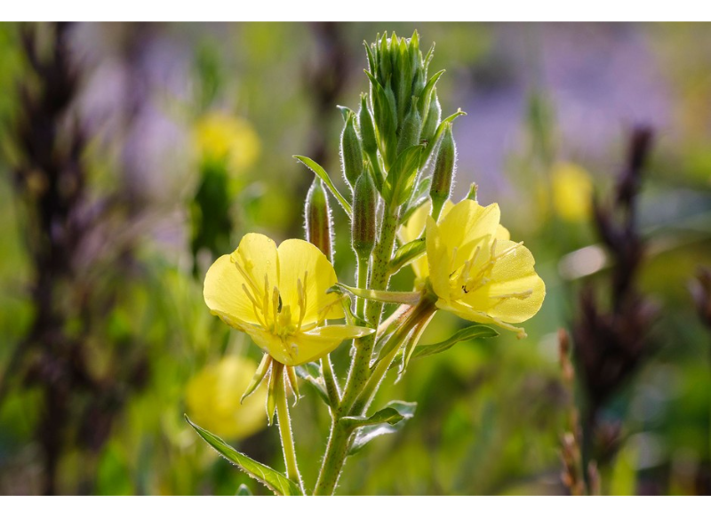  Oenothera Biennis 