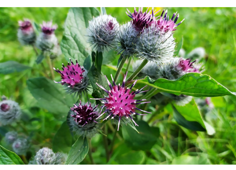  Burdock Root Extract 