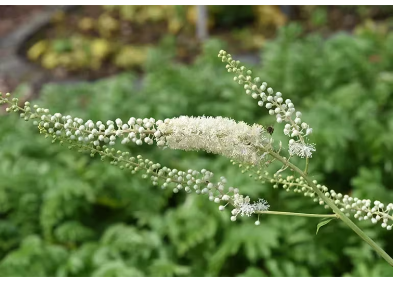  Black Cohosh 