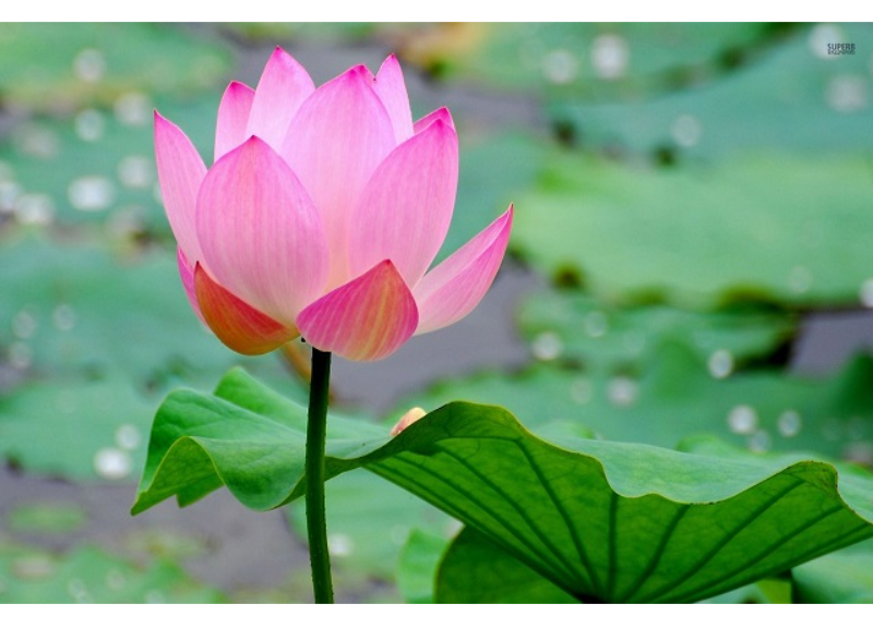  Nelumbo Nucifera Extract 
