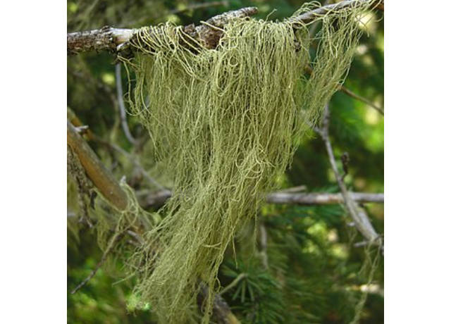  Usnea Barbata 
