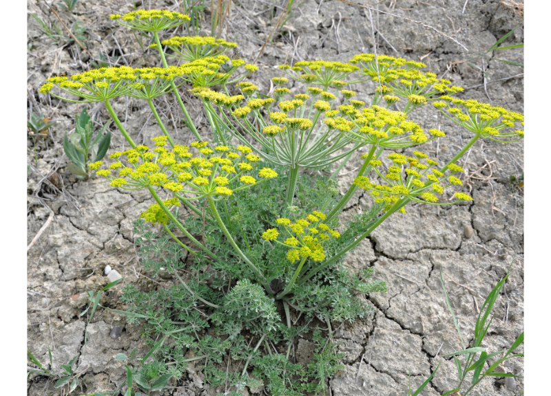  Bupleurum Falcatum Root Extract 