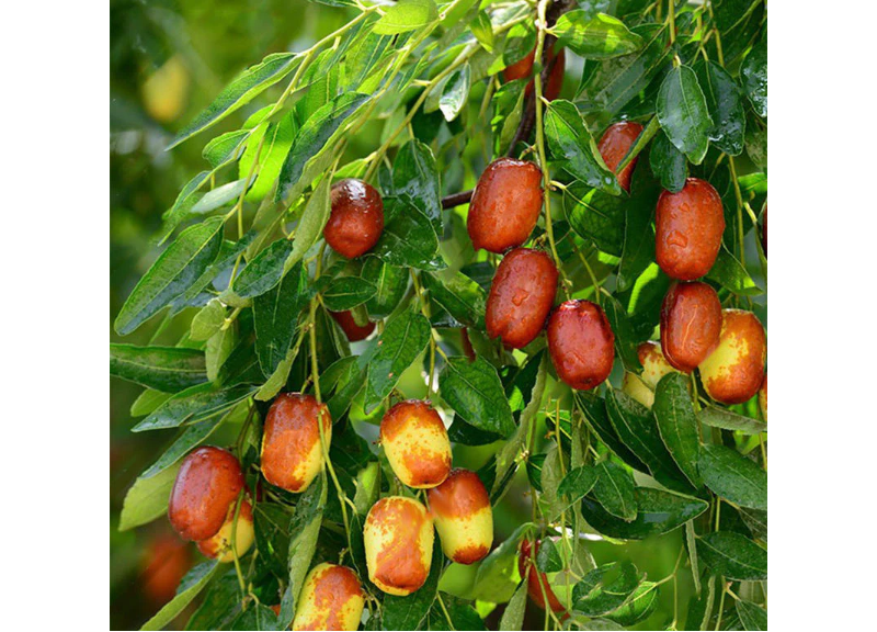  Ziziphus Jujuba Fruit Extract 