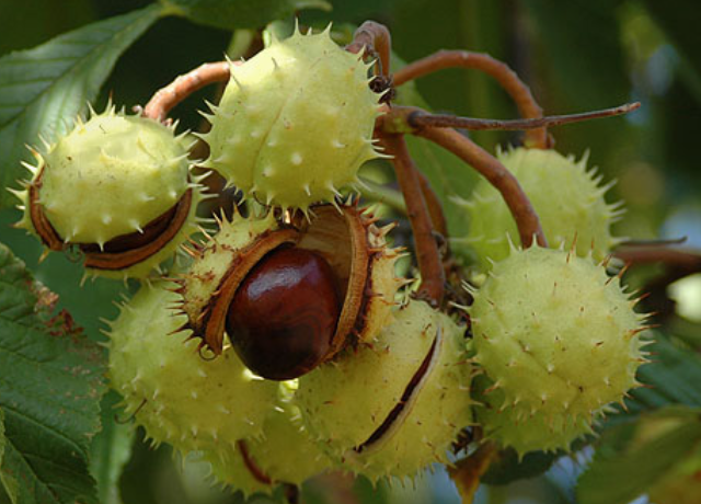 Aesculus Hippocastanum Extract 