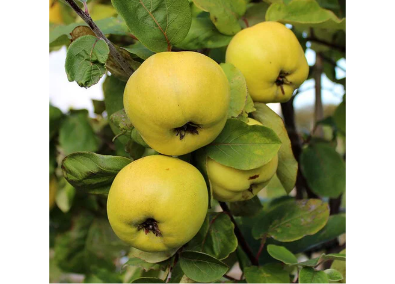  Pyrus Cydonia 