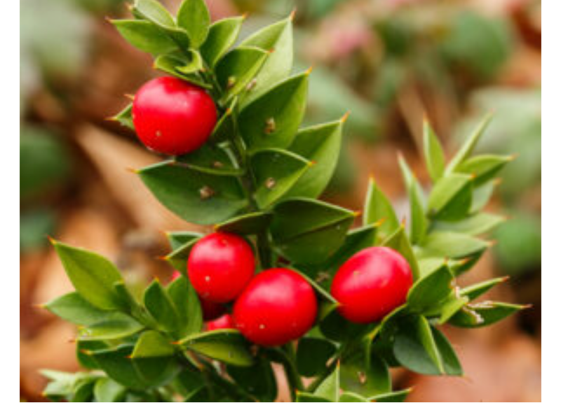  Ruscus Aculeatus Root Extract 