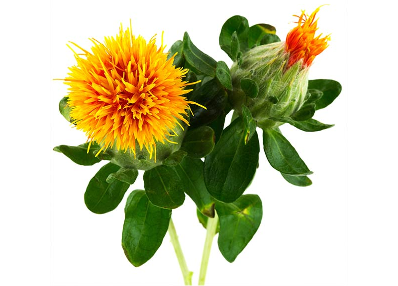  Safflower Oil 