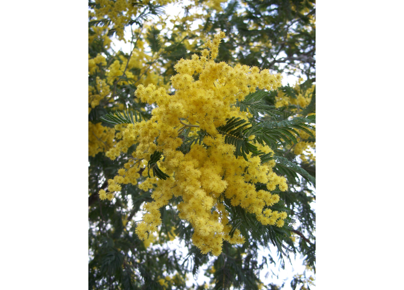  Acacia dealbata lead wax 