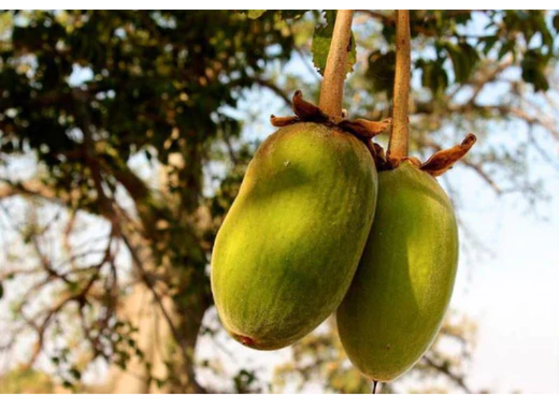  Adansonia Digitata Seed Extract 