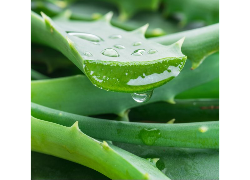  Aloe Barbadensis Leaf Juice Extract 