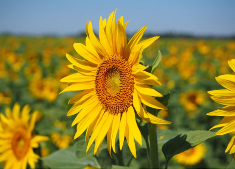  Helianthus Annuus (Sunflower) Seed Extract 