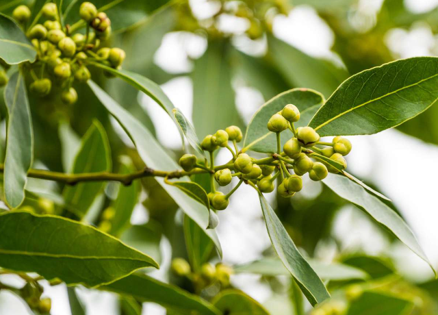  Bay Leaf Oil 