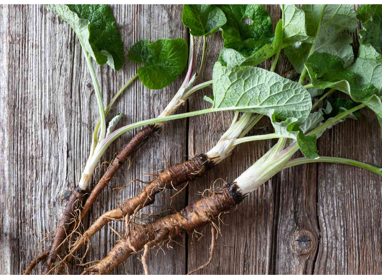  Burdock Root 