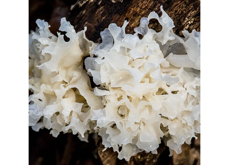  Tremella Fuciformis Sporocarp (Silver Ear Mushroom) Extract 